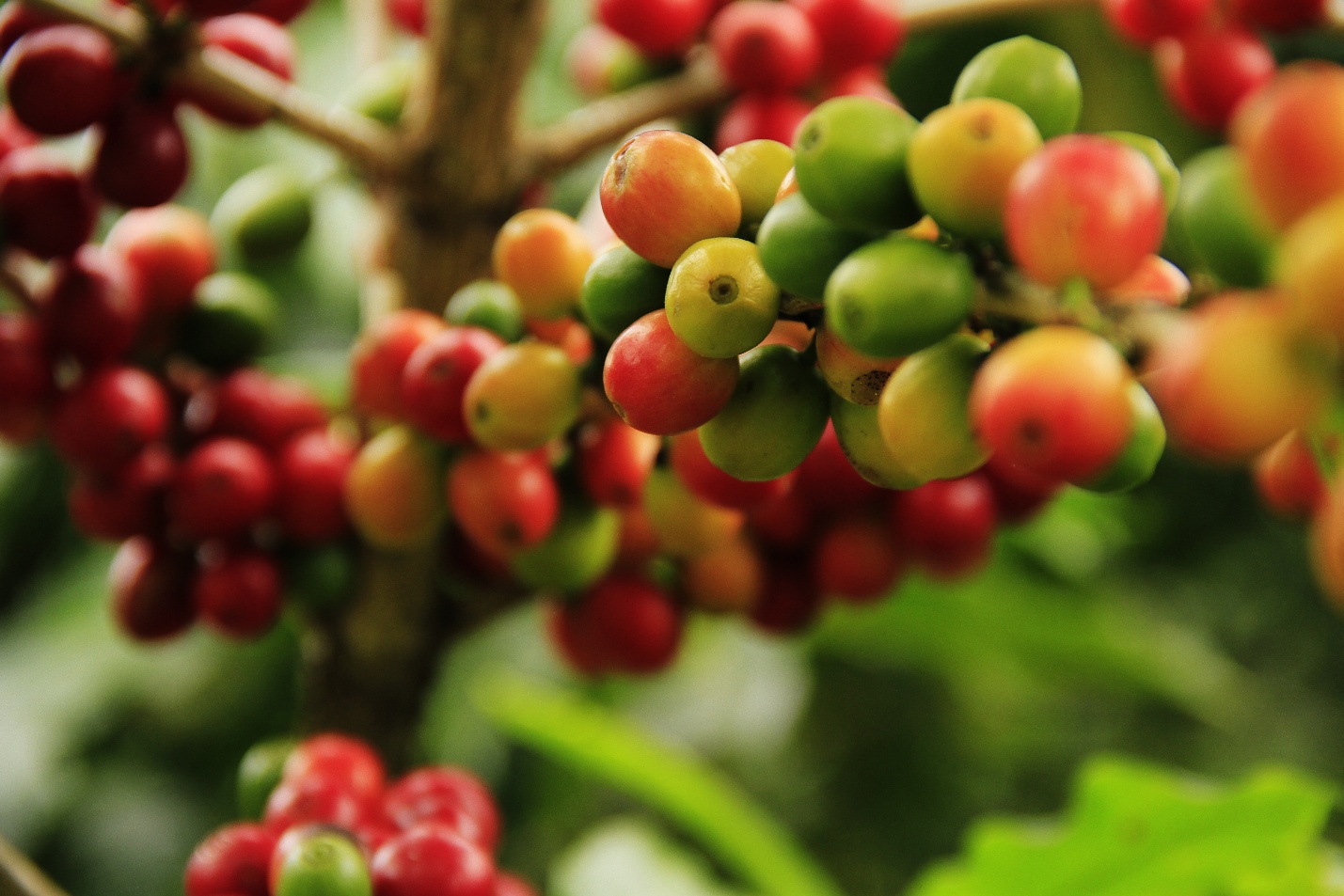 How to Choose the Right Coffee Beans (Most People Get This Wrong)