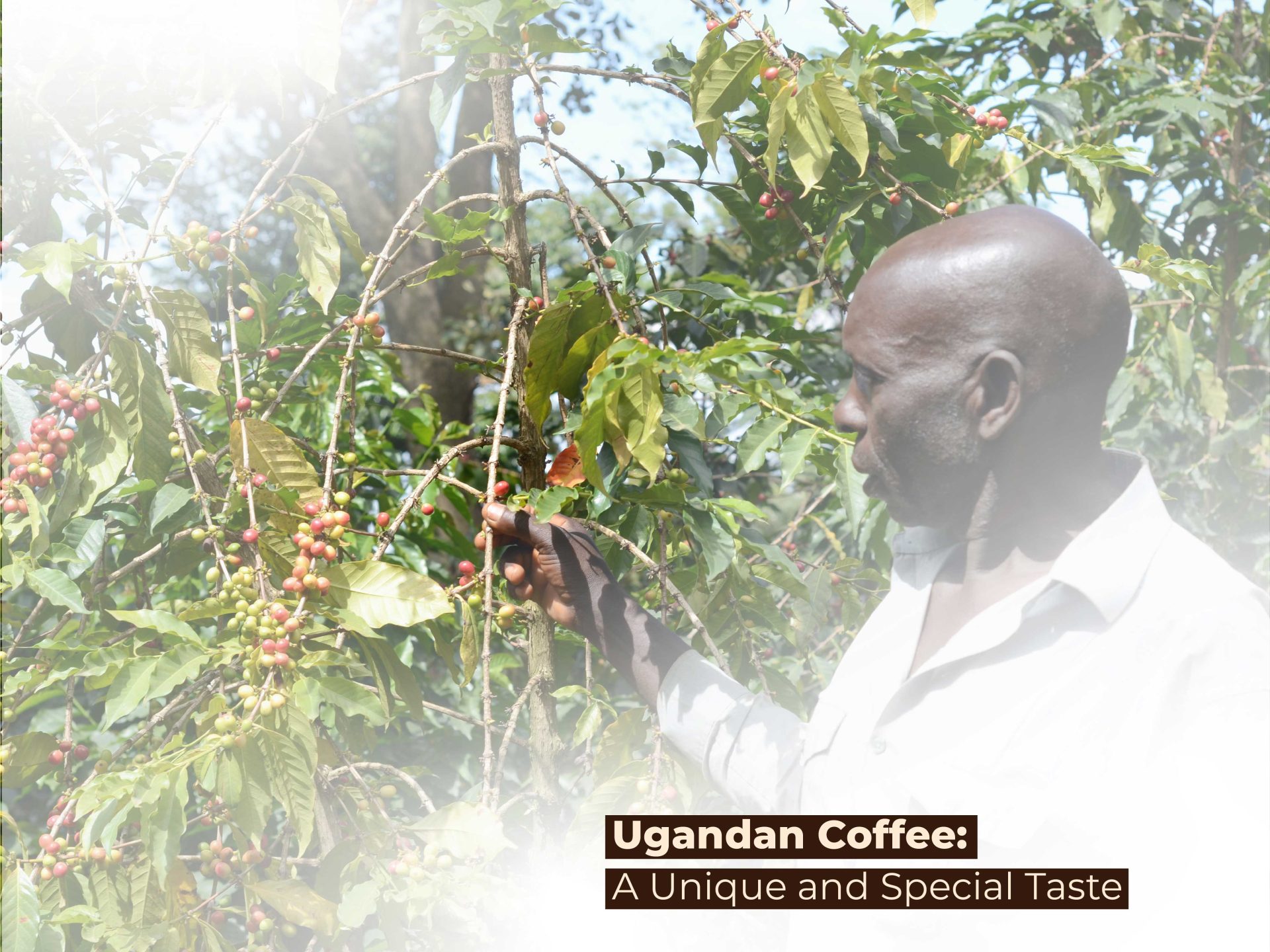 Ugandan Coffee: A Unique and Special Taste